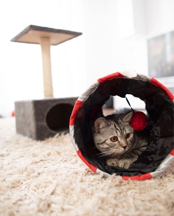 Circuit de joaca pisica Royal Canin