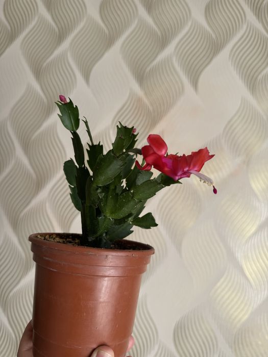 Шлюмбергера (декабрист)