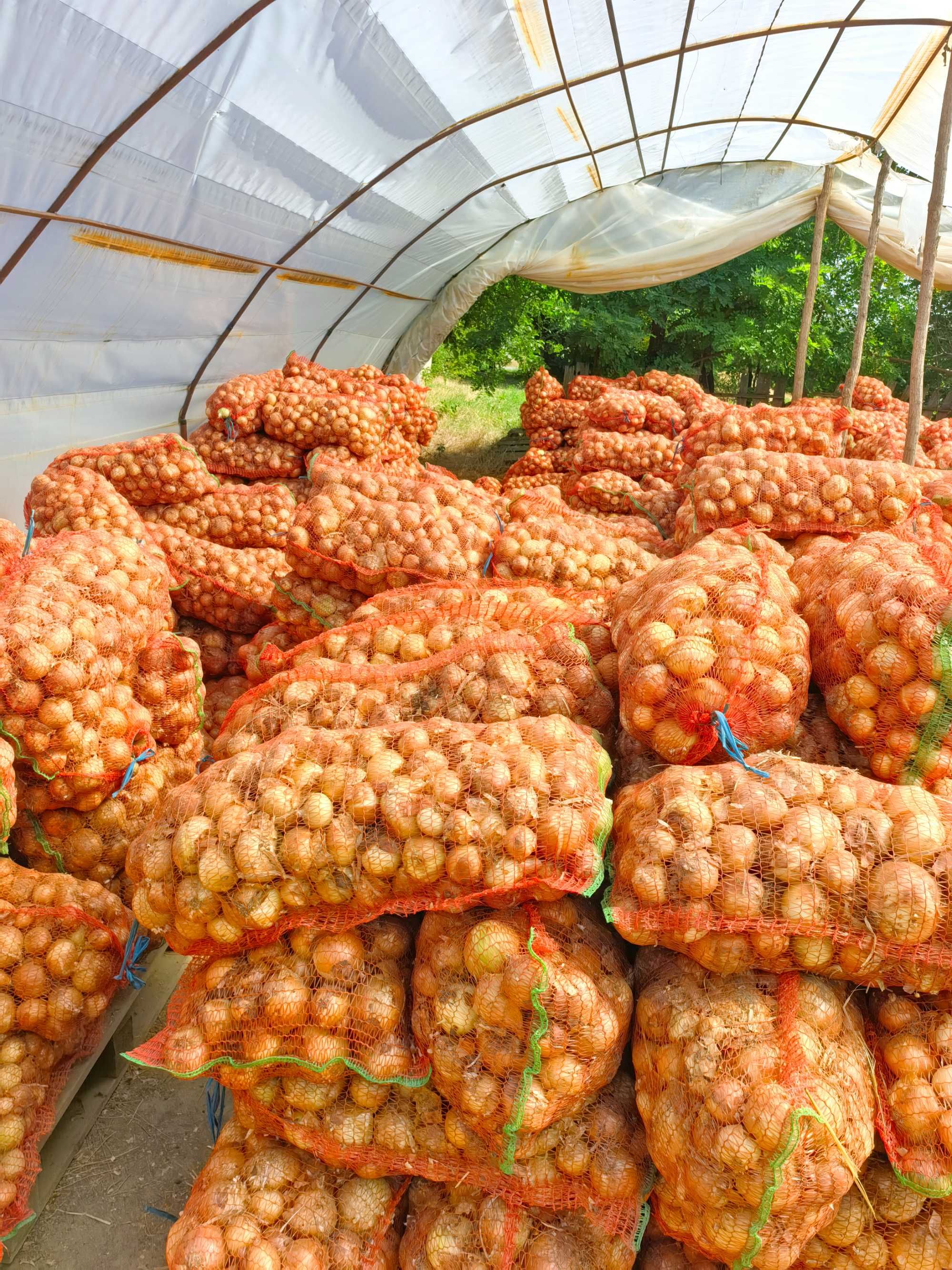 Ceapă Recolta 2025 calitatea întâi