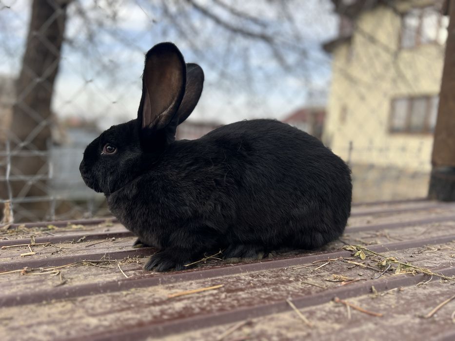 Iepuri Fluture German