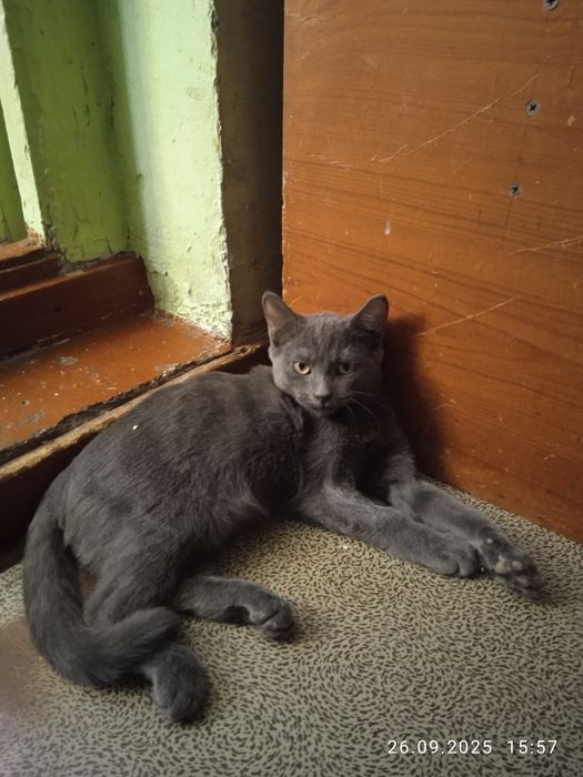 Британцы лиловые !! Остался один котенок!!
