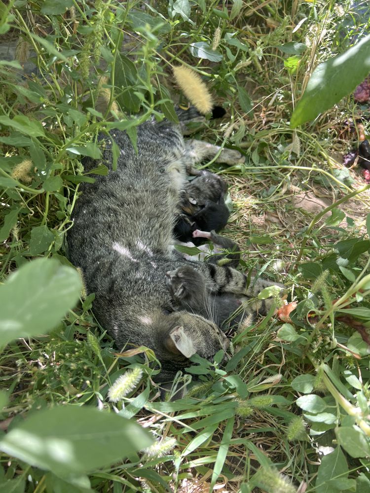 Кошка бесплатно