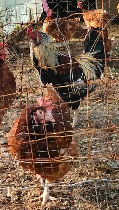 Петух породистый