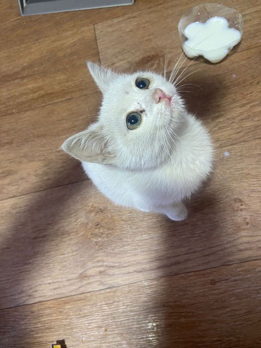 Отдам котенка в хорошие руки