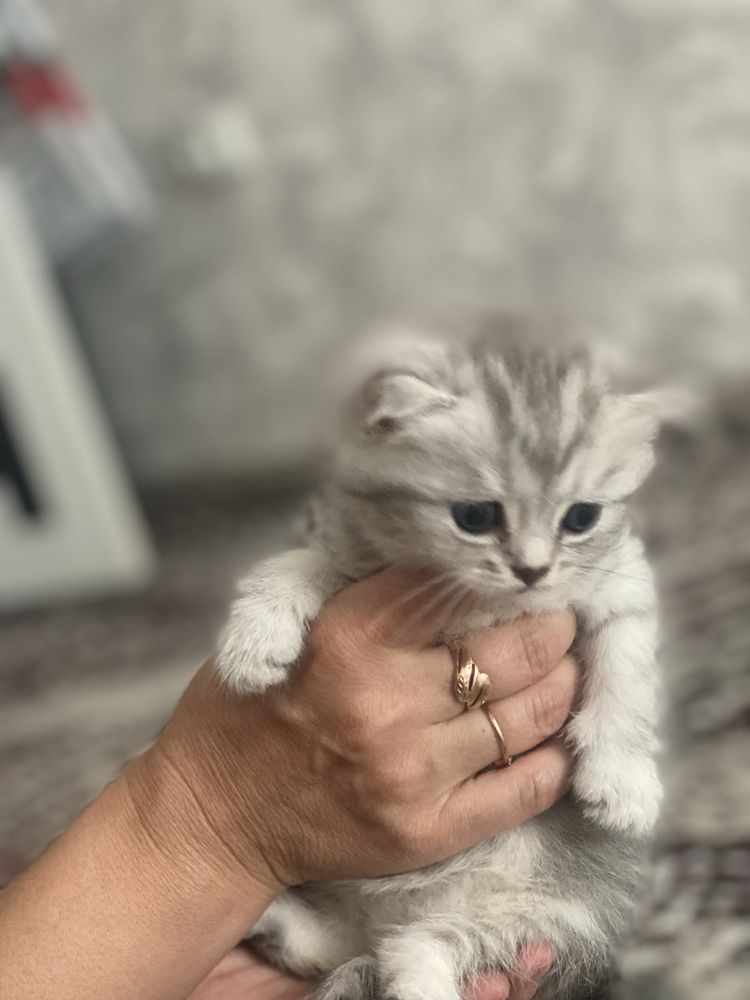 Продаються милые котята