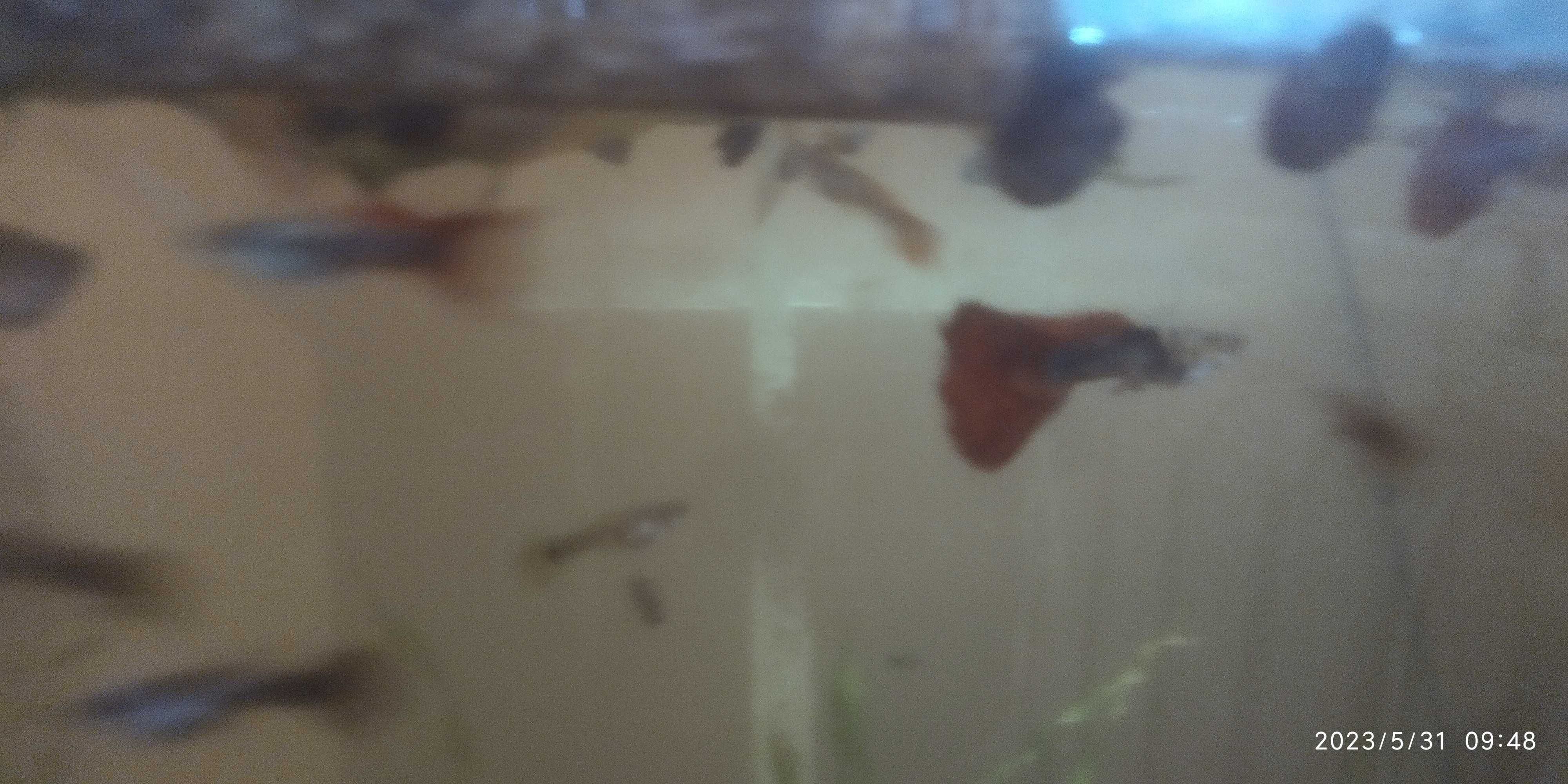 Аквариумные рыбки гуппи испанка