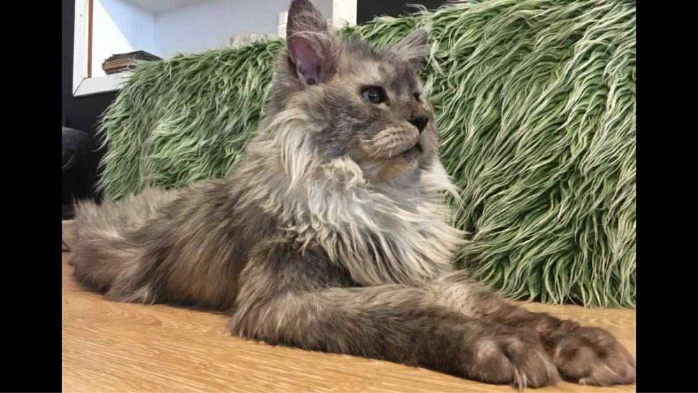 Мейн Куун (Maine Coon)