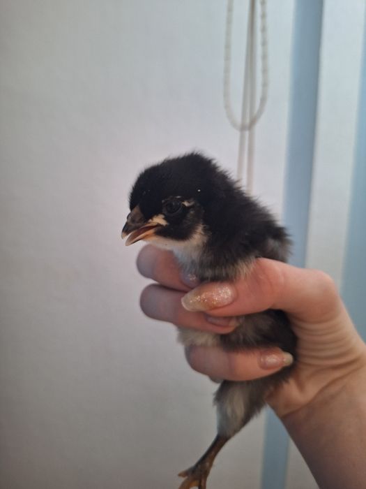 Pui de găină australorp