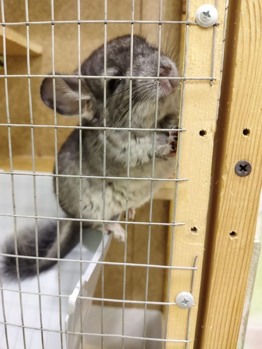 Шиншилы мальчики ,девочки любой возраст 25000 за шиншилу.