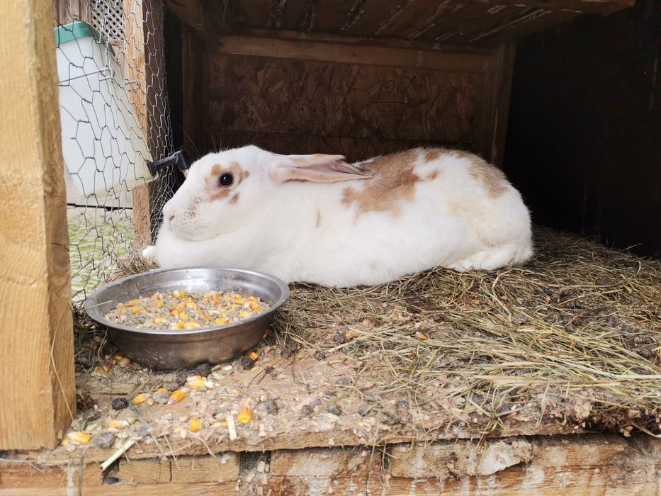 Vand iepuri tineri si iepuroaice pentru reproductie