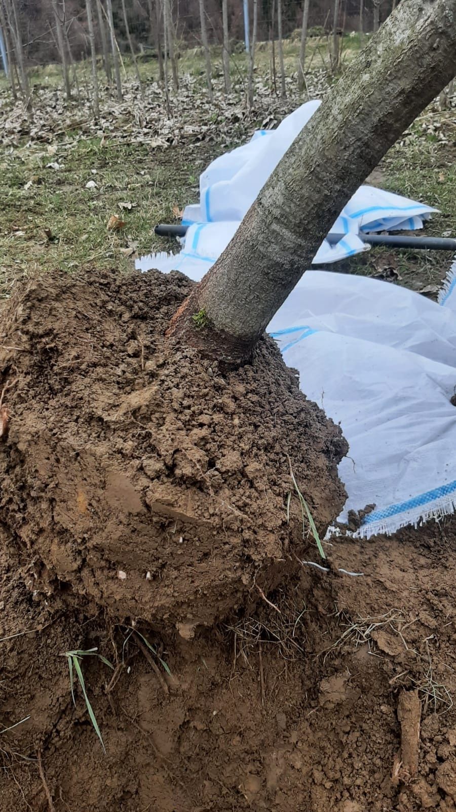 Vind arbori ornamentali. Mesteacăn, tei, stejar roșu