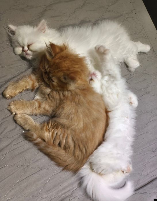 Породисти персийски котета