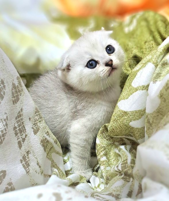 Котёнок от правильной вязки