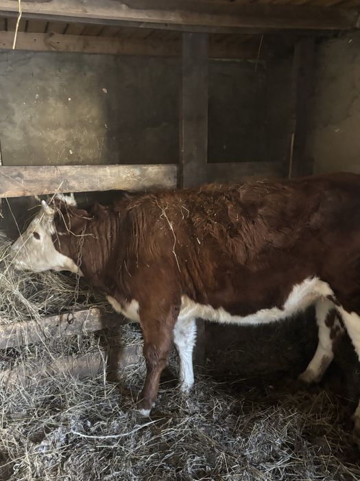 Продам телочку возраст 1,8