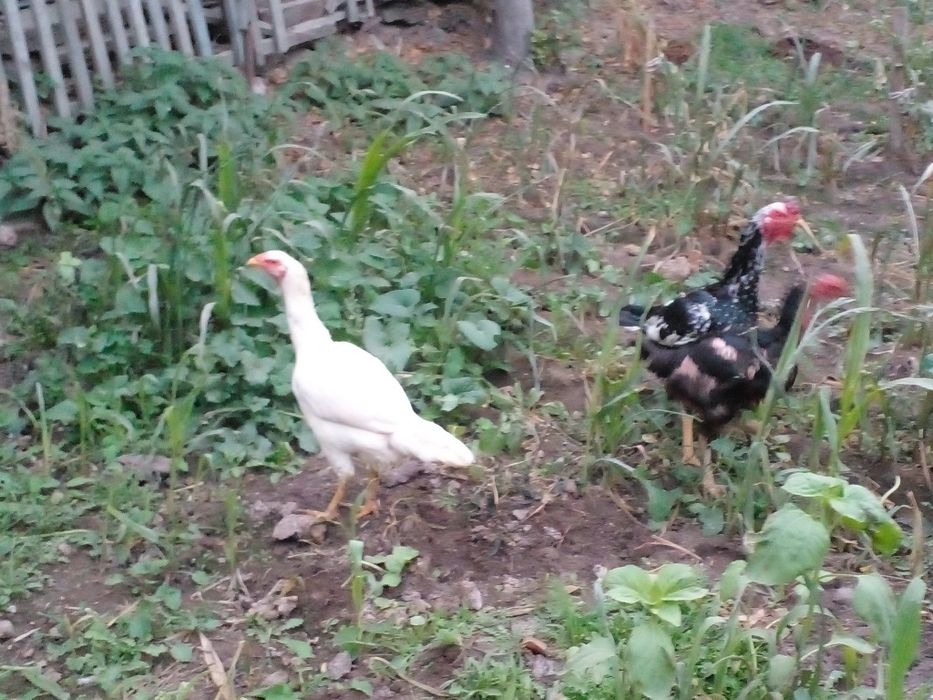 1та шамо хуроз 2та мокиен сотилади