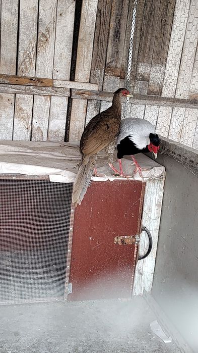 Vând fazani arginti