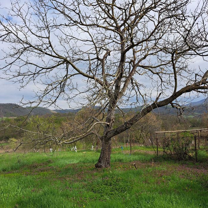 Vand casa Urviș de Beiuș 25000 euro