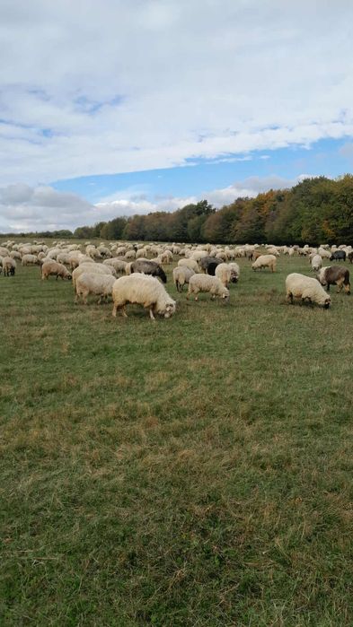 Vând oi bune de ținut