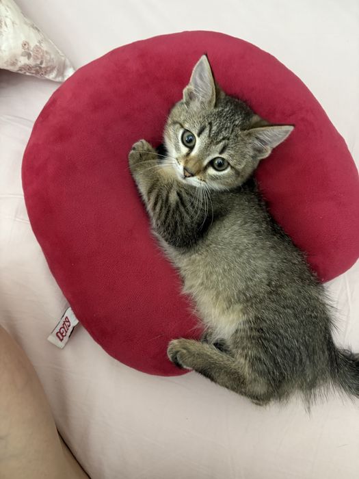 Котенок-девочка. Игривая, здоровая, отлично знает лоток. Чистоплотная!