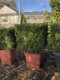 Buxus sempervirens cub,plante decorative, plante ornamentale, grădină