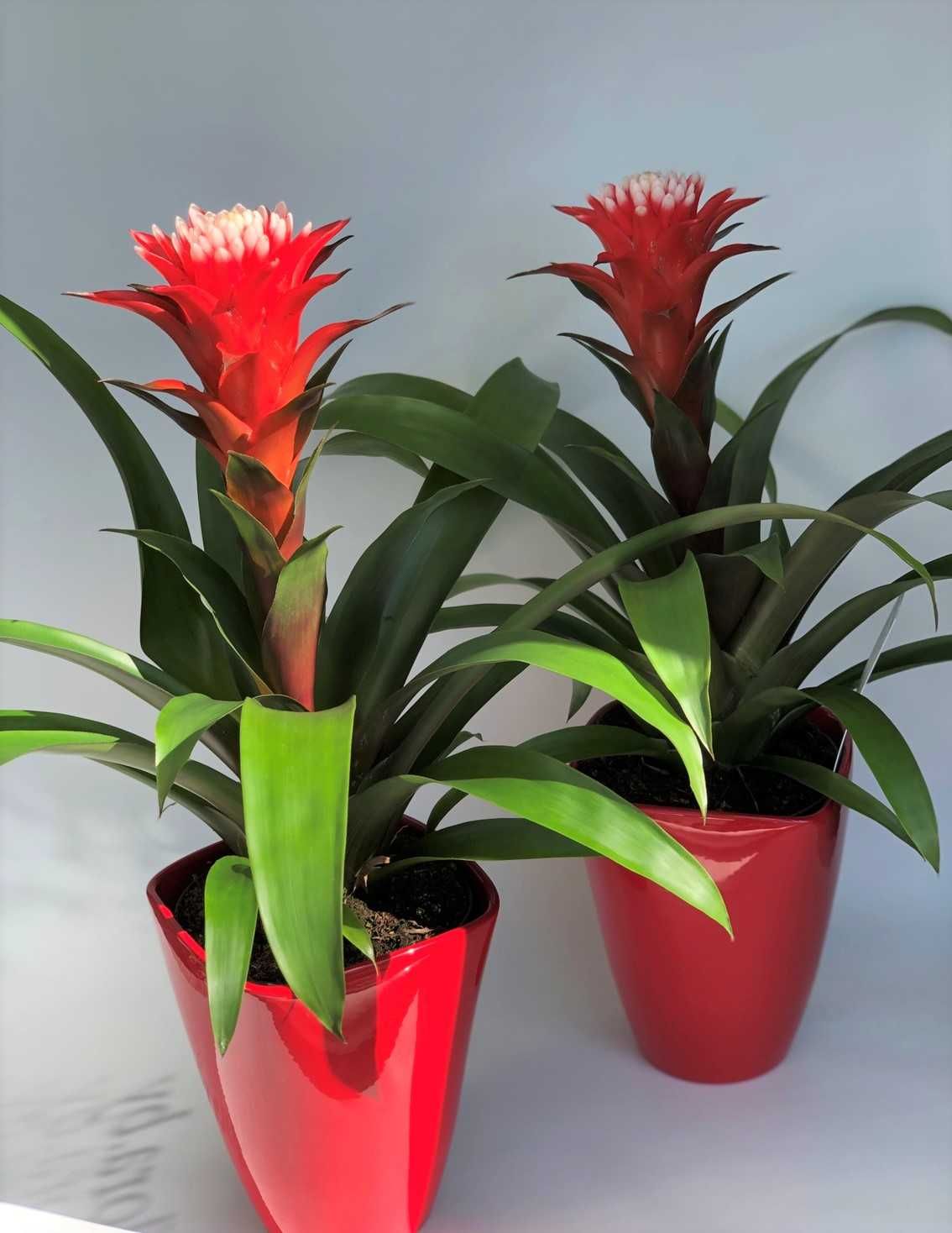 Комнатное растение - (Guzmania) - Голландская Гузмания