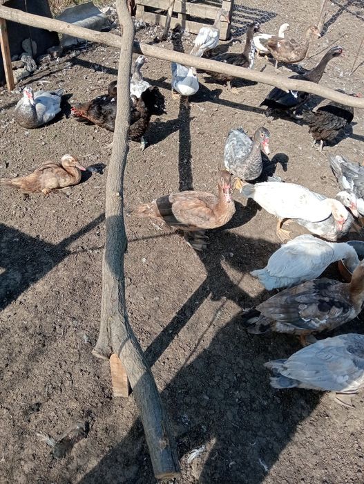 Vând rațe mute tinere