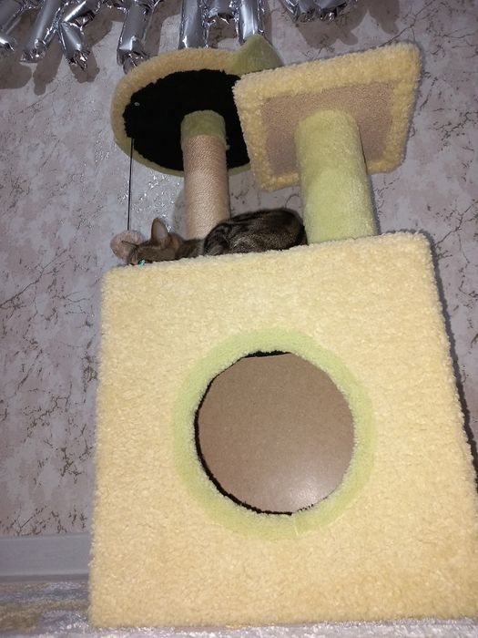 Mushukchalar uchun uycha