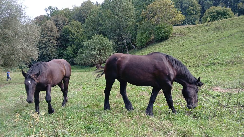 Iapă percheron, mânz armăsar