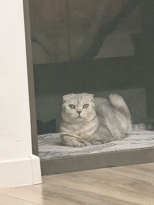 Кошка скотиш фолд