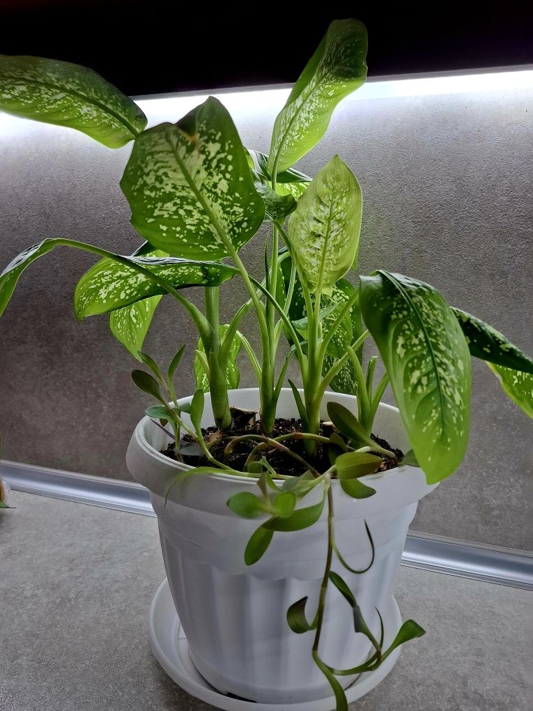 Стайно цвете Дифенбахия (Dieffenbachia)
