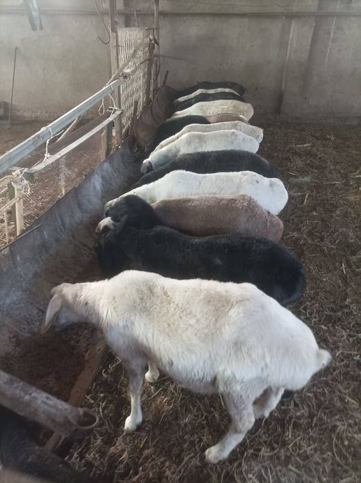 Акика ва курбонлик учун кой