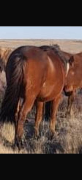 Жабагы, ту бие, жеребята