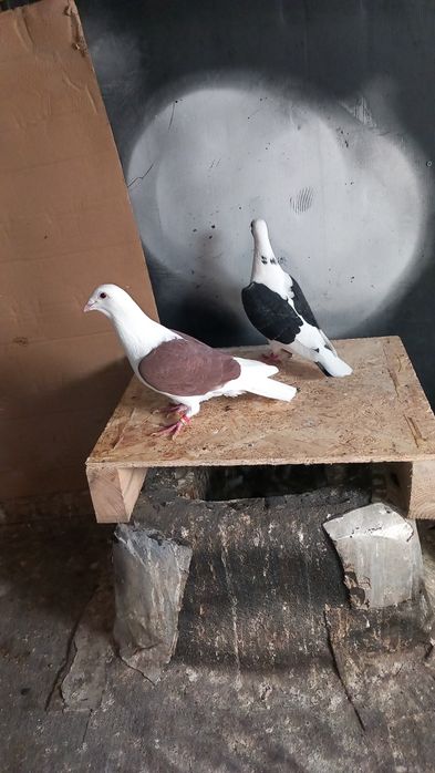 Pereche  voiajori capaciti