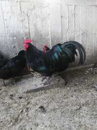 Ouă găini Australorp Negru incubație.