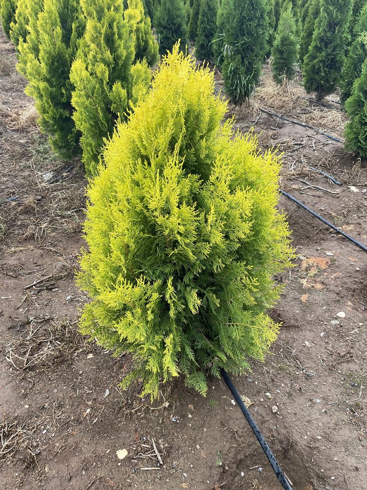 Glob aurea galbena , crescuti in RO , aclimatizati .