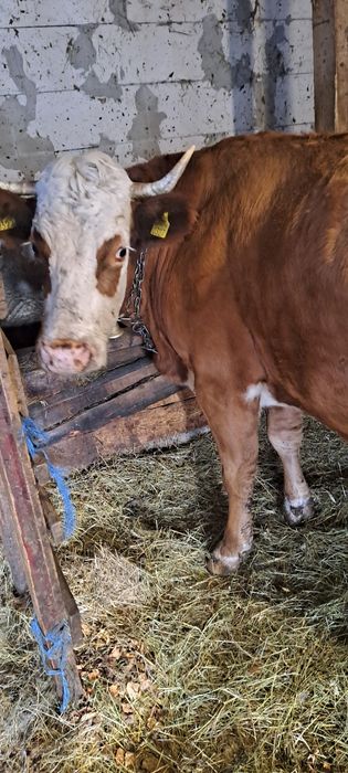 Vind vacă 5ani gestantă