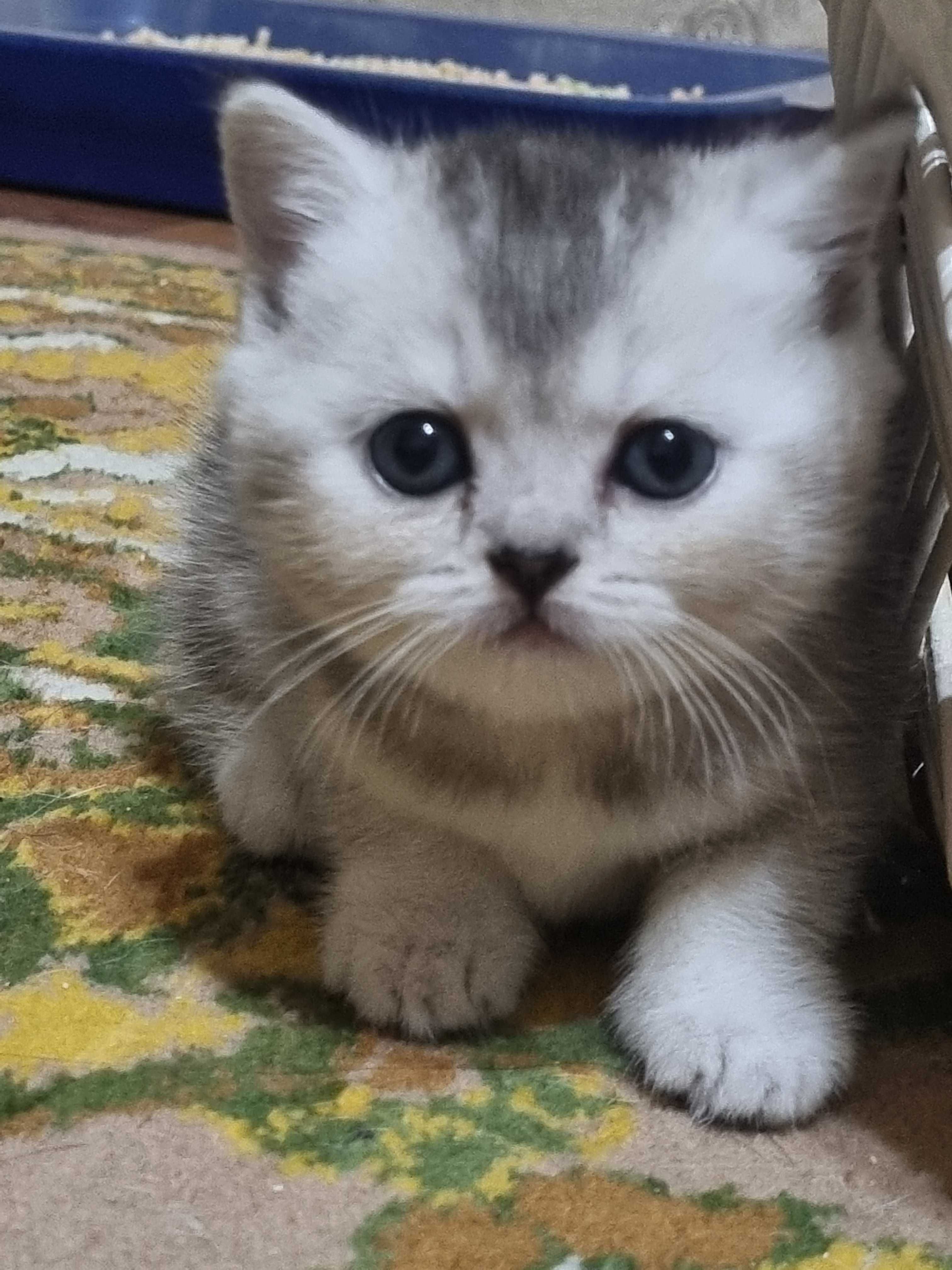Продаются котята