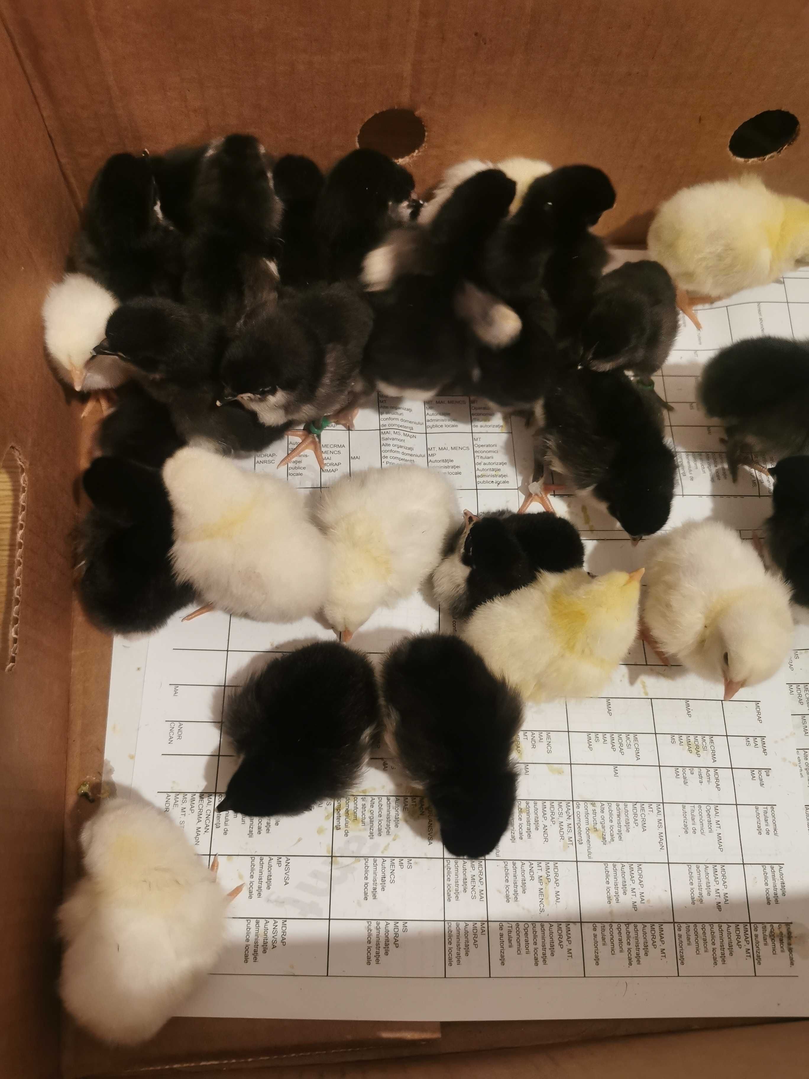 Pui găină, rasa australorp si sussex