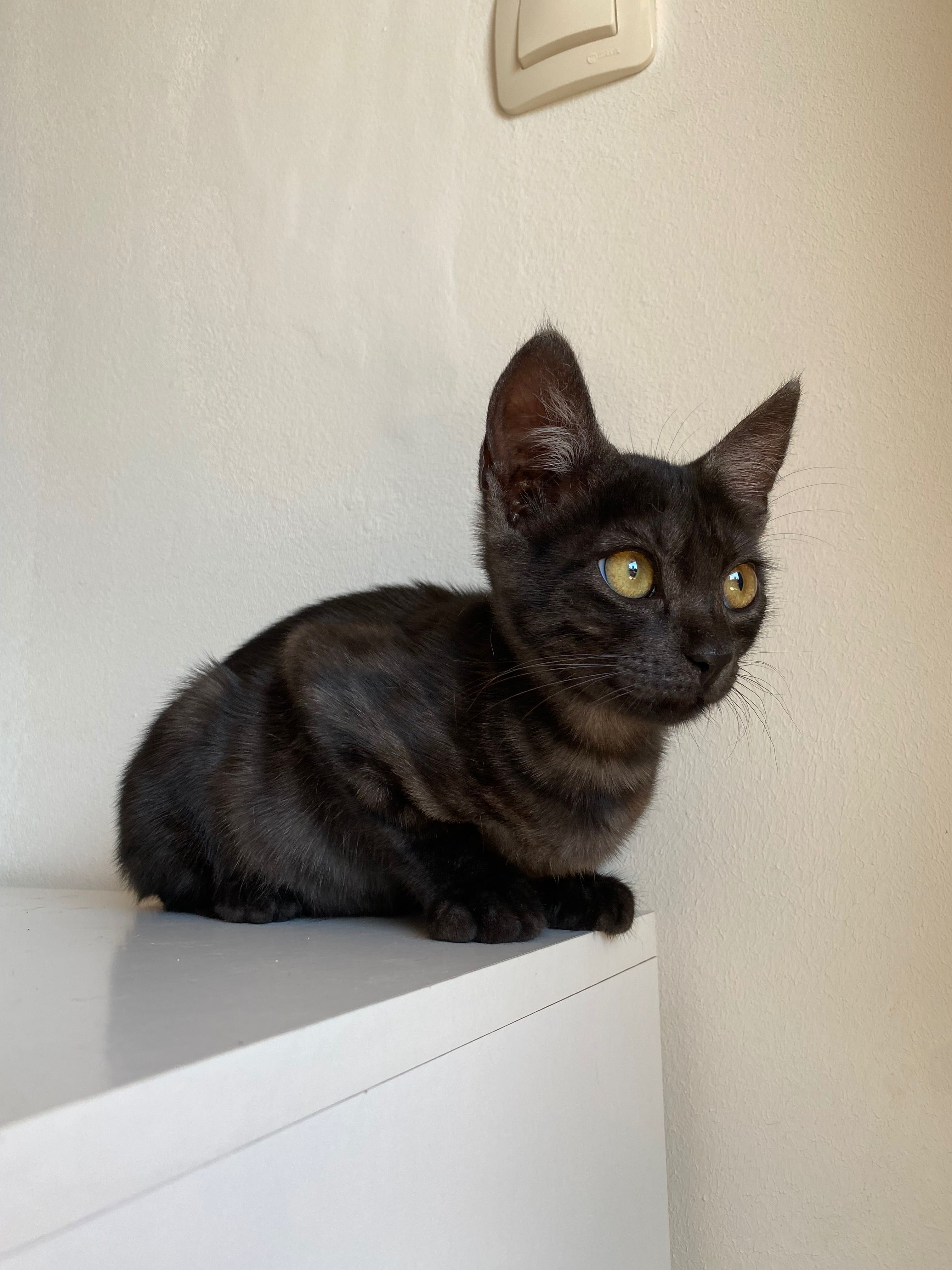 Момиче котка  на 3 месеца.