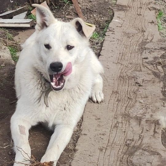 Отдам собаку в хорошие руки