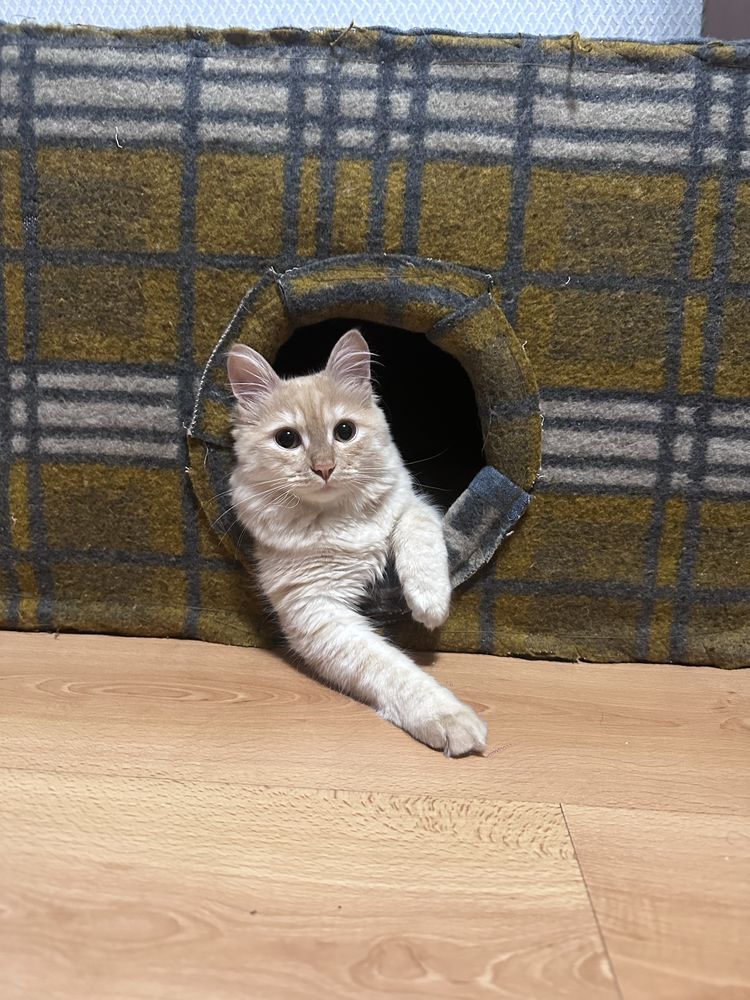 Кот Марсик 1,5 года