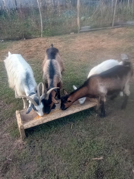 Capre și ieduțe . Caprele încă se mulg