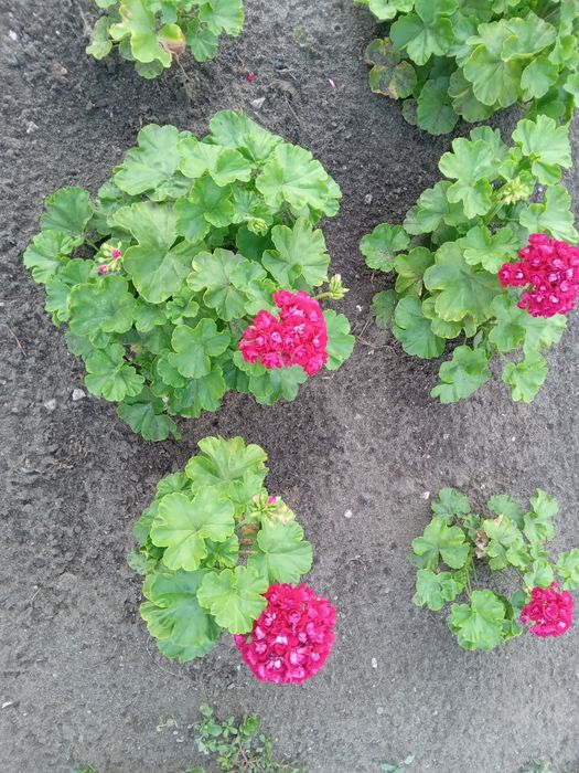 Герань  (с розочками) ,отросток с мощным  корнем