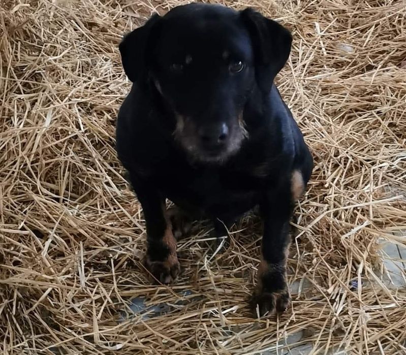 Jagdterrier pentru adopție