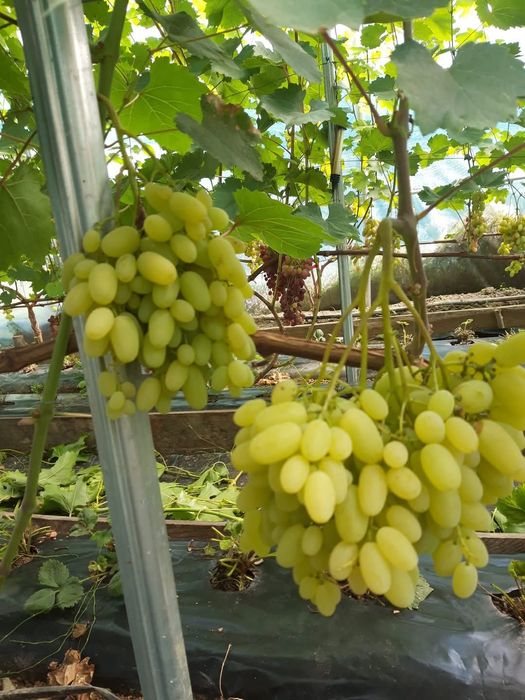 Heliodor vita de vie