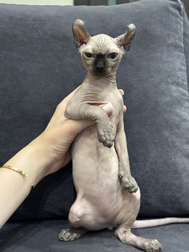 Котенок Эльф девочка