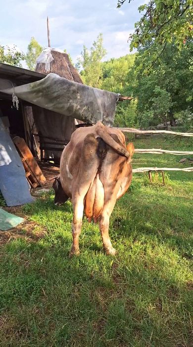 Vaca buna de lapte de vanzare