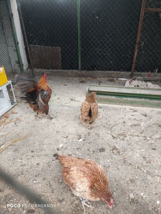 Мини кокошки и петли серама