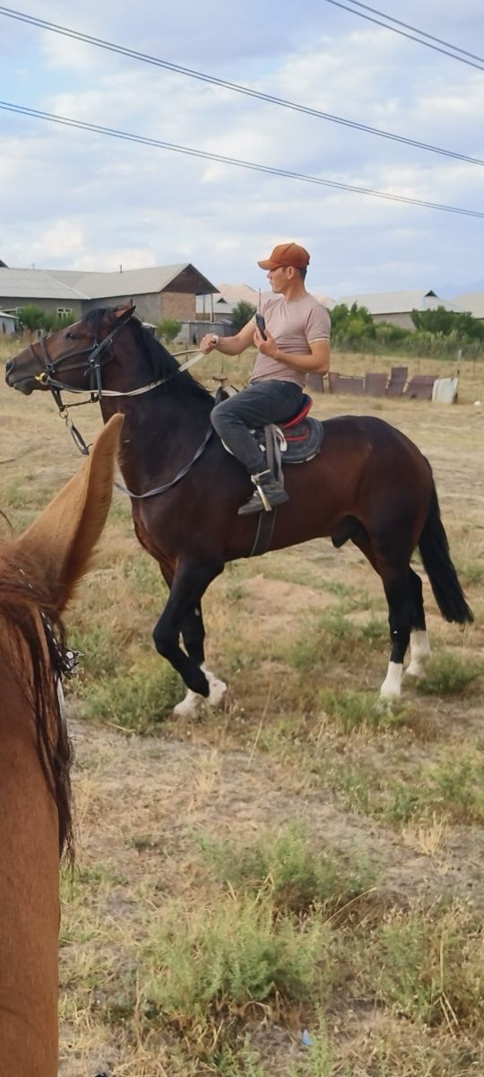 POLSHA Ot sotuvda