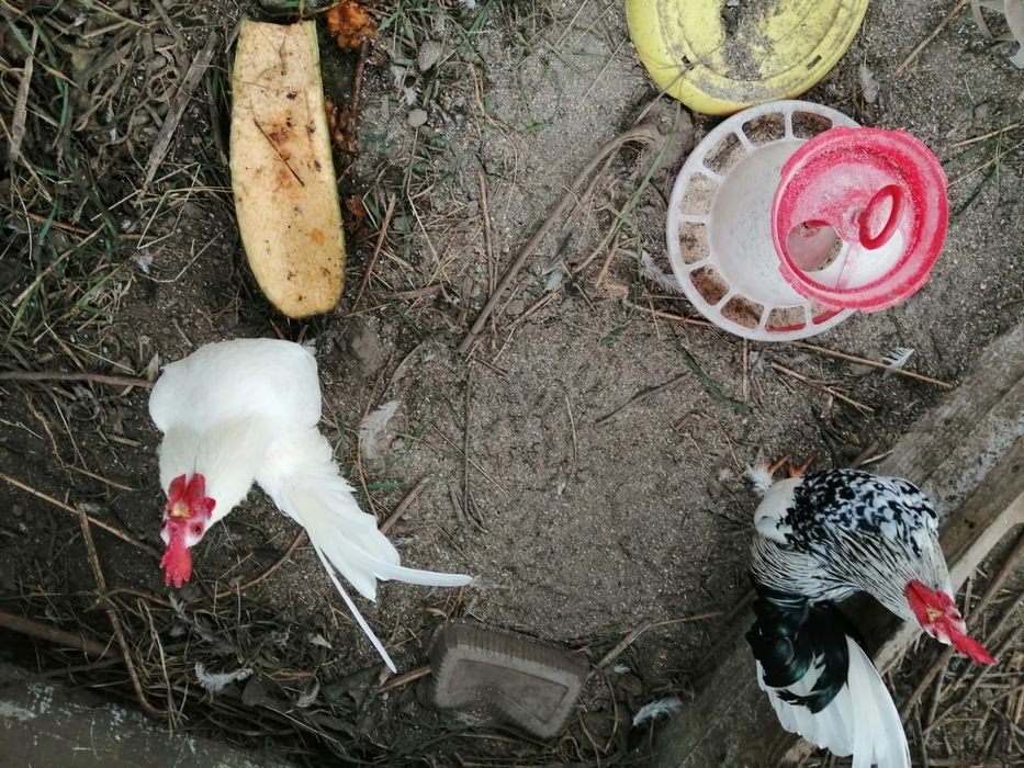 Vând cocoși americani